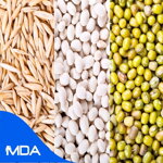 Global Seeds Market Reports