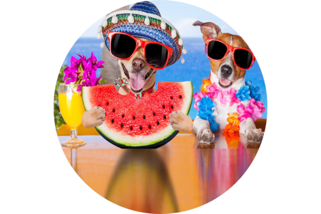 Pet Decorations