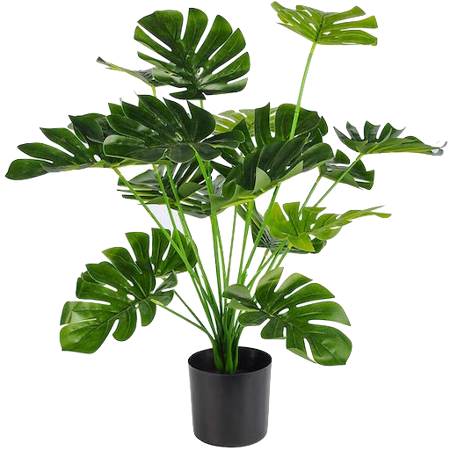 Natural Ornamental Plants