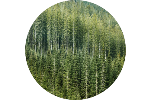 Forest Commodity