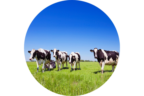 Meats & Livestock Commodity